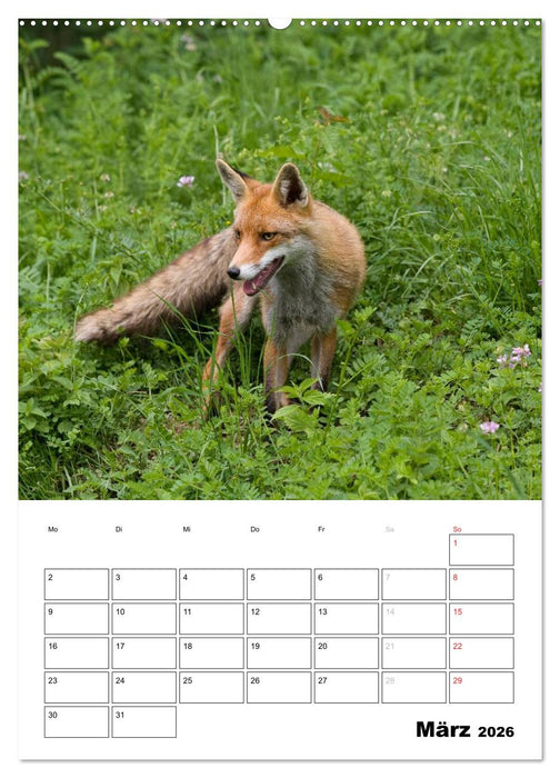 Rotfuchs - Impressionen (CALVENDO Wandkalender 2026)