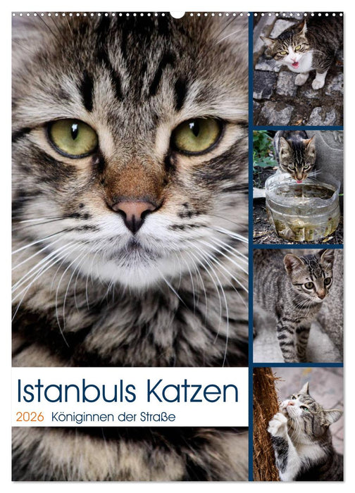 Istanbuls Katzen (CALVENDO Wandkalender 2026)