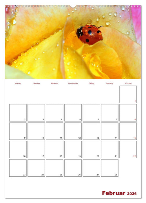Marienkäferglück (CALVENDO Premium Wandkalender 2026)