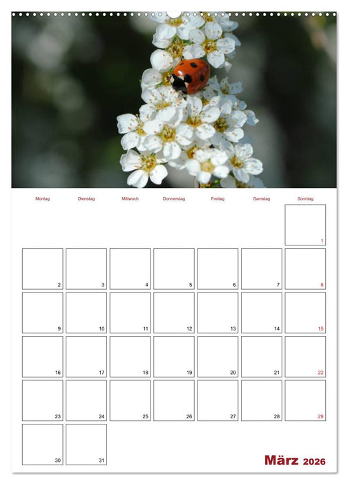 Marienkäferglück (CALVENDO Premium Wandkalender 2026)