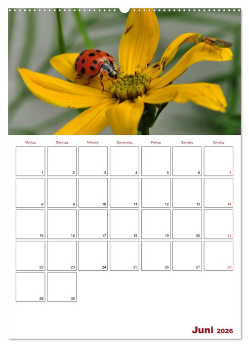 Marienkäferglück (CALVENDO Premium Wandkalender 2026)
