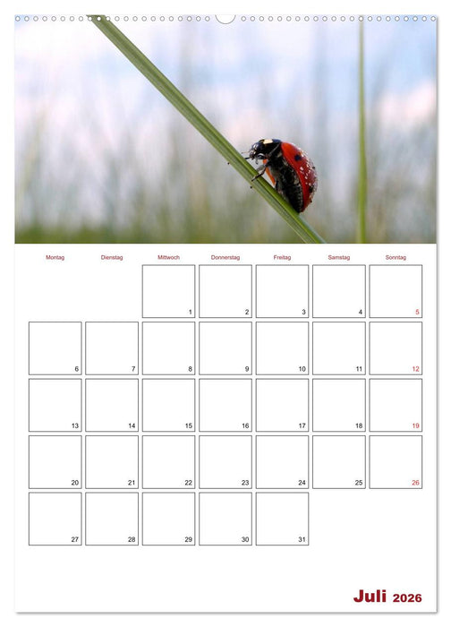 Marienkäferglück (CALVENDO Premium Wandkalender 2026)