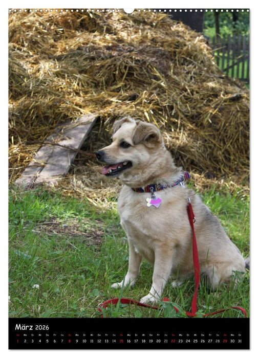 Ländliche Idylle (CALVENDO Wandkalender 2026)