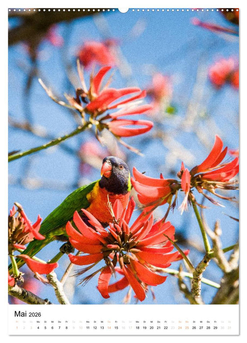 australian animals (CALVENDO Wandkalender 2026)