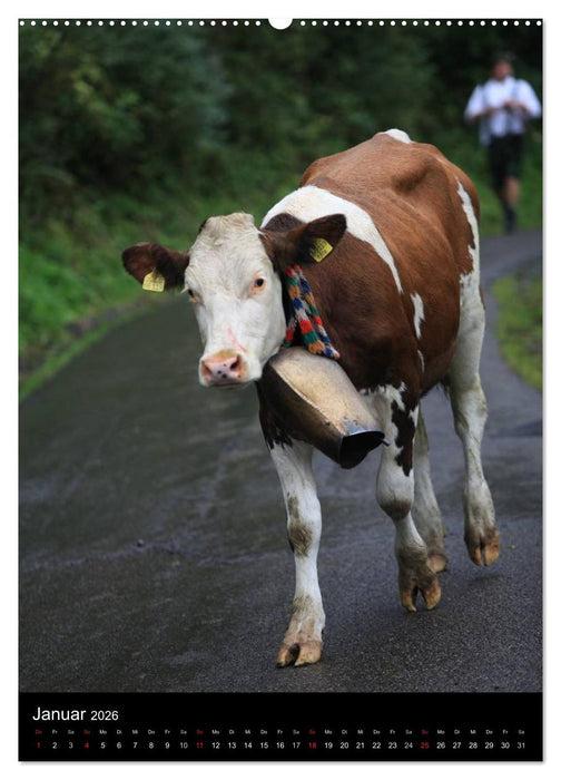 Viehscheid Almabtrieb (CALVENDO Premium Wandkalender 2026)