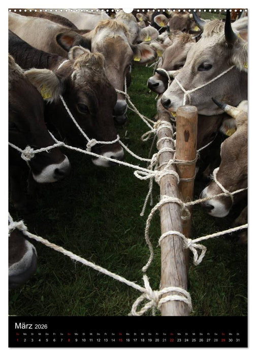 Viehscheid Almabtrieb (CALVENDO Premium Wandkalender 2026)