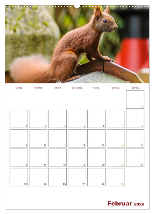 Eichhörnchen Planer 2026 (CALVENDO Premium Wandkalender 2026)