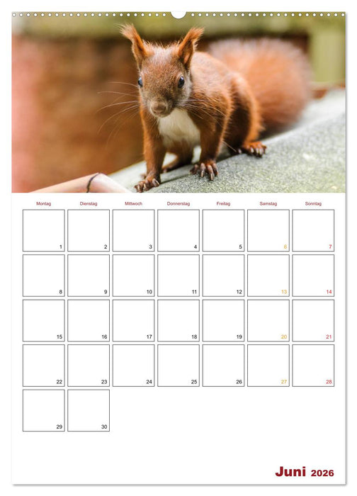 Eichhörnchen Planer 2026 (CALVENDO Premium Wandkalender 2026)