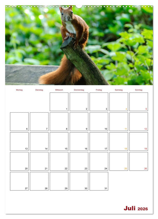 Eichhörnchen Planer 2026 (CALVENDO Premium Wandkalender 2026)