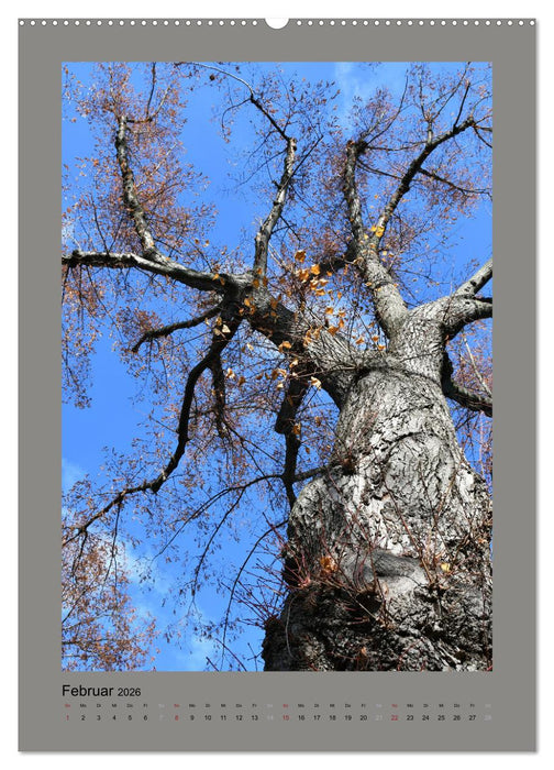 Jahreszeiten (CALVENDO Premium Wandkalender 2026)