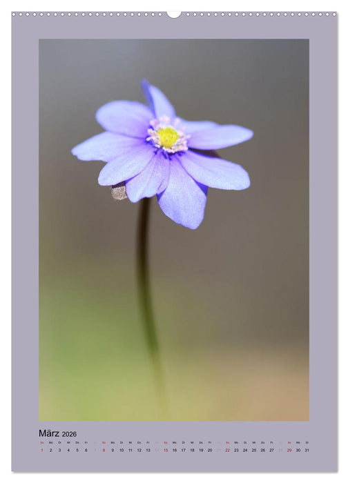 Jahreszeiten (CALVENDO Premium Wandkalender 2026)