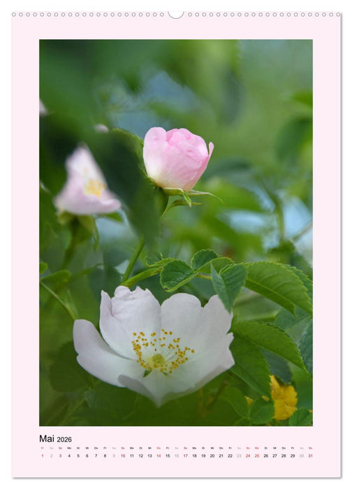 Jahreszeiten (CALVENDO Premium Wandkalender 2026)