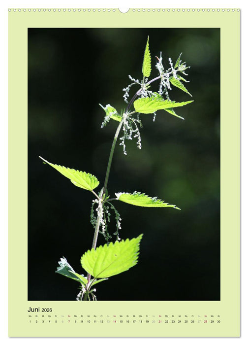Jahreszeiten (CALVENDO Premium Wandkalender 2026)