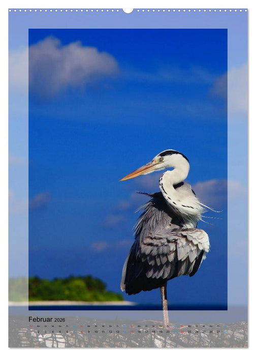 M A L E D I V E N (CALVENDO Wandkalender 2026)