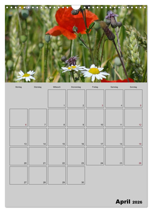 Zeitgewinn (Mein Terminplaner) (CALVENDO Wandkalender 2026)