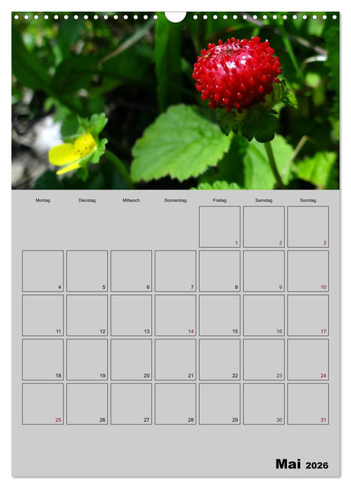 Zeitgewinn (Mein Terminplaner) (CALVENDO Wandkalender 2026)