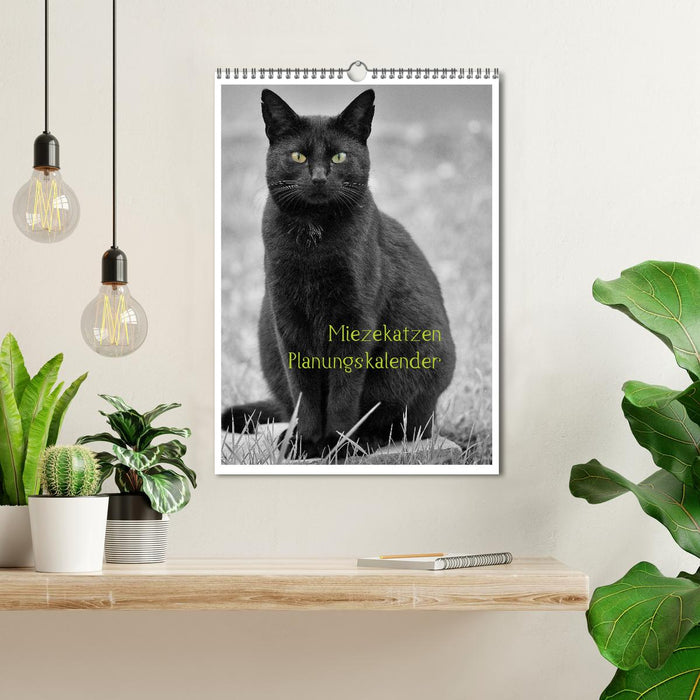 Miezekatzen Planungskalender (CALVENDO Wandkalender 2026)