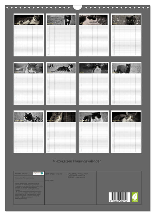 Miezekatzen Planungskalender (CALVENDO Wandkalender 2026)
