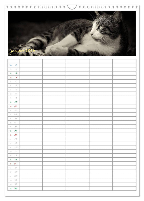 Miezekatzen Planungskalender (CALVENDO Wandkalender 2026)