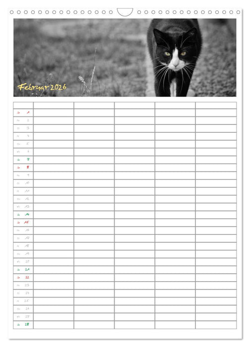 Miezekatzen Planungskalender (CALVENDO Wandkalender 2026)