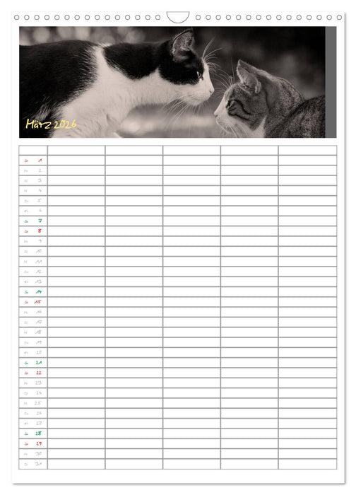Miezekatzen Planungskalender (CALVENDO Wandkalender 2026)