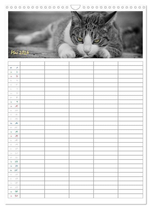 Miezekatzen Planungskalender (CALVENDO Wandkalender 2026)
