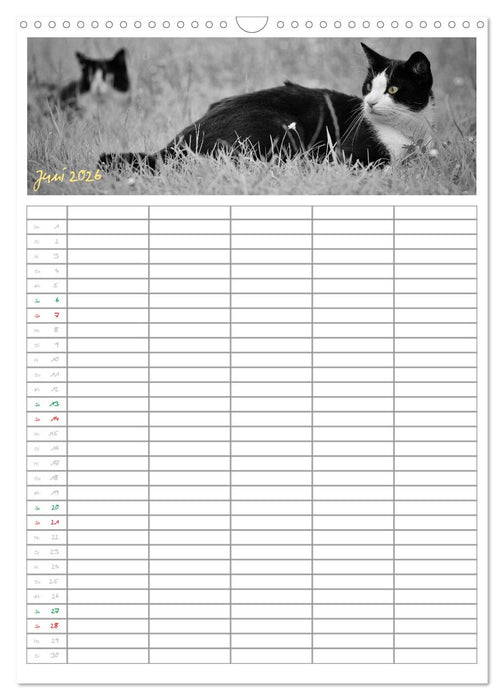 Miezekatzen Planungskalender (CALVENDO Wandkalender 2026)