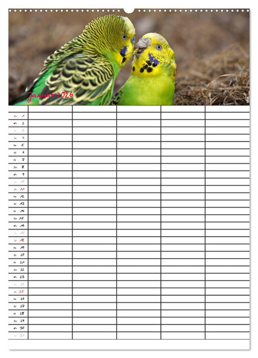 Wellensittiche (CALVENDO Premium Wandkalender 2026)