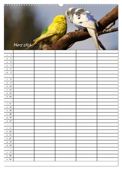 Wellensittiche (CALVENDO Premium Wandkalender 2026)