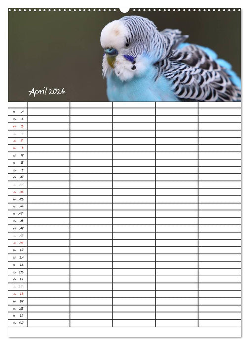 Wellensittiche (CALVENDO Premium Wandkalender 2026)