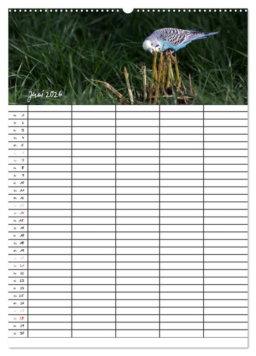 Wellensittiche (CALVENDO Premium Wandkalender 2026)