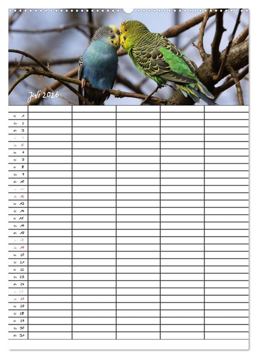 Wellensittiche (CALVENDO Premium Wandkalender 2026)