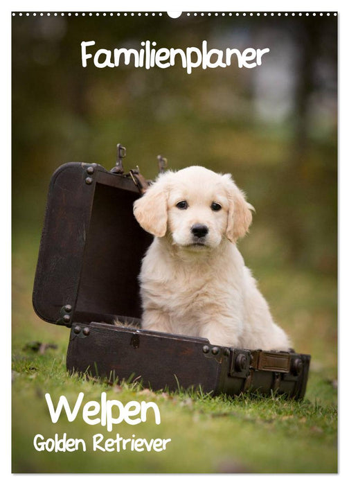 Familienplaner: Golden Retriever Welpen (CALVENDO Wandkalender 2026)
