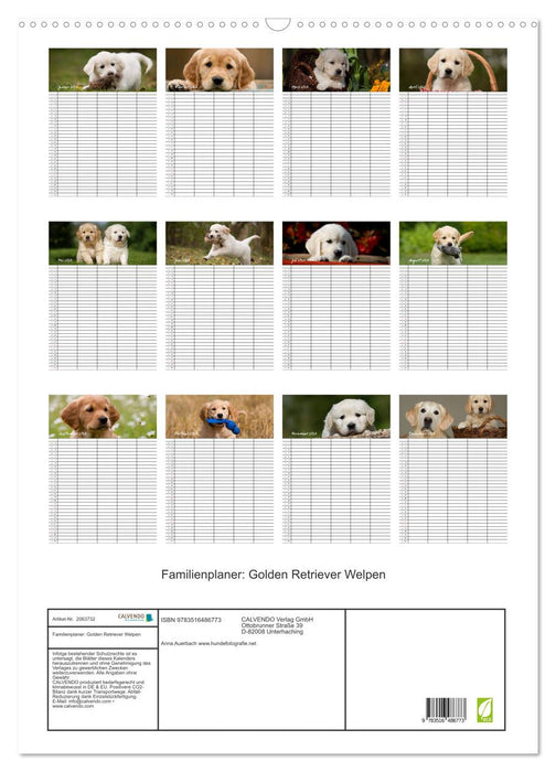 Familienplaner: Golden Retriever Welpen (CALVENDO Wandkalender 2026)