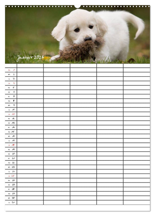 Familienplaner: Golden Retriever Welpen (CALVENDO Wandkalender 2026)