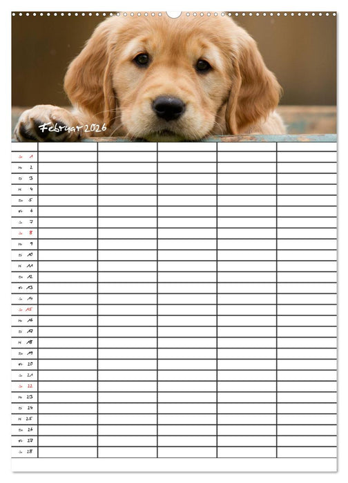 Familienplaner: Golden Retriever Welpen (CALVENDO Wandkalender 2026)