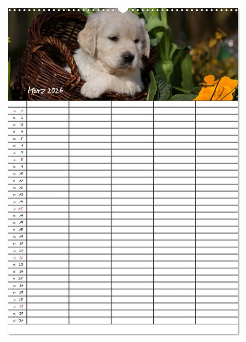 Familienplaner: Golden Retriever Welpen (CALVENDO Wandkalender 2026)