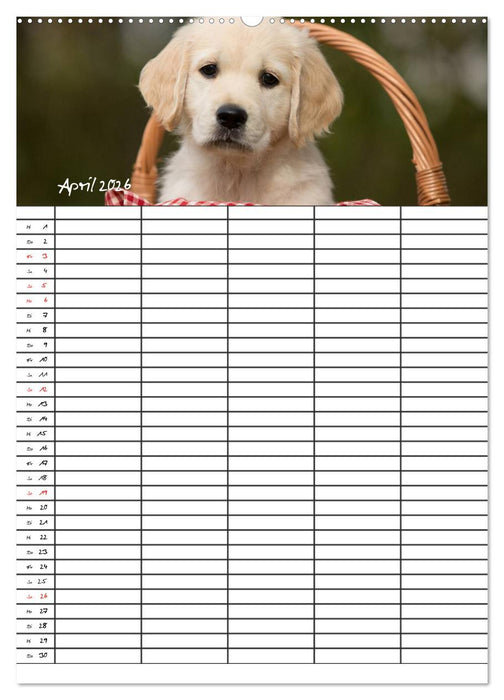 Familienplaner: Golden Retriever Welpen (CALVENDO Wandkalender 2026)