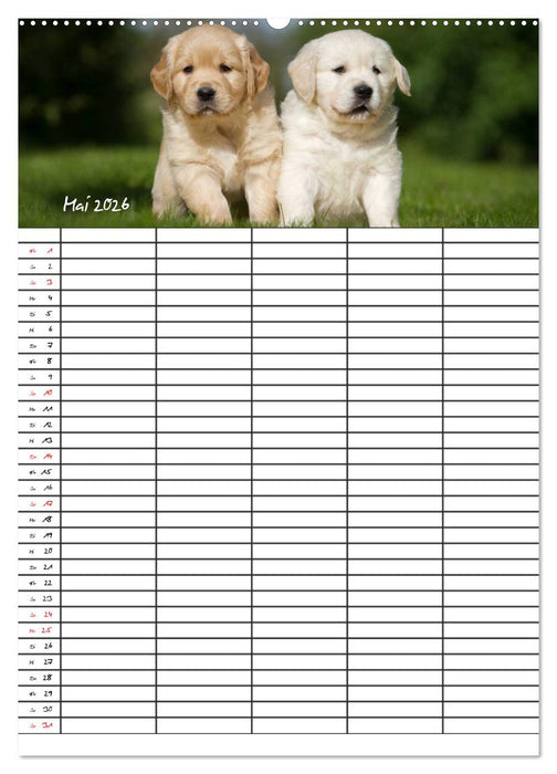 Familienplaner: Golden Retriever Welpen (CALVENDO Wandkalender 2026)