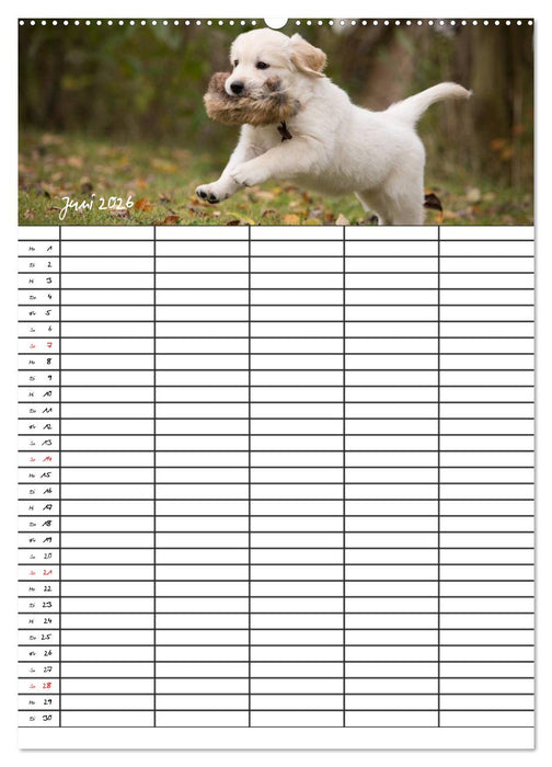 Familienplaner: Golden Retriever Welpen (CALVENDO Wandkalender 2026)