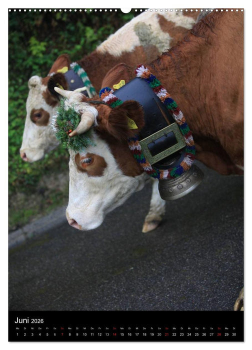 Viehscheid Almabtrieb (CALVENDO Wandkalender 2026)