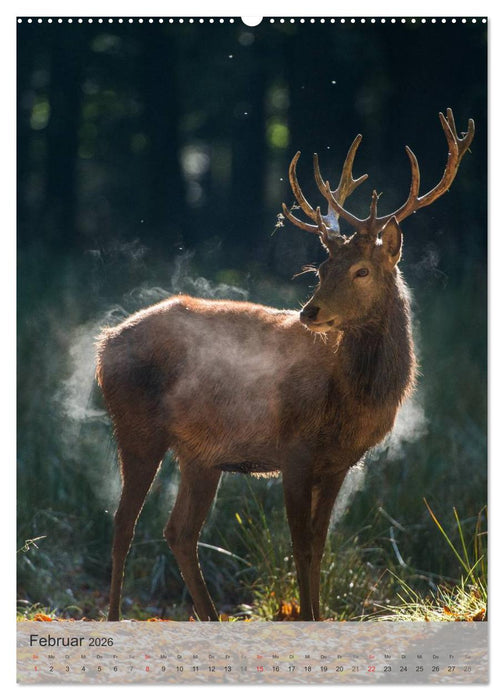 Emotionale Momente: Hirschbrunft (CALVENDO Premium Wandkalender 2026)