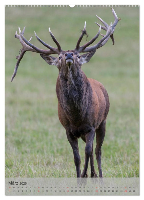 Emotionale Momente: Hirschbrunft (CALVENDO Premium Wandkalender 2026)