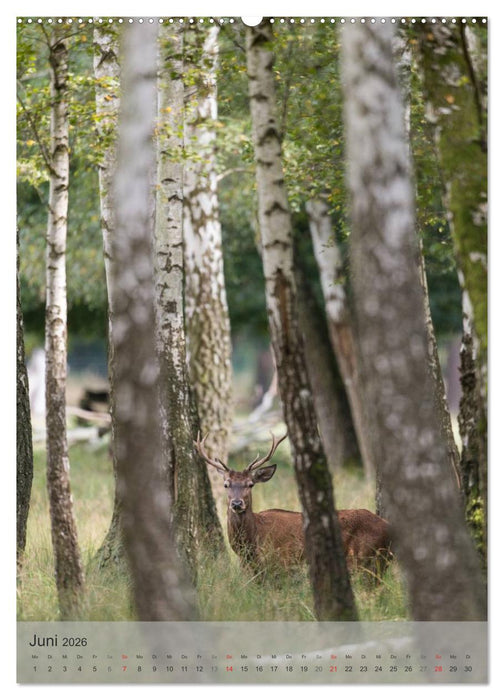 Emotionale Momente: Hirschbrunft (CALVENDO Premium Wandkalender 2026)