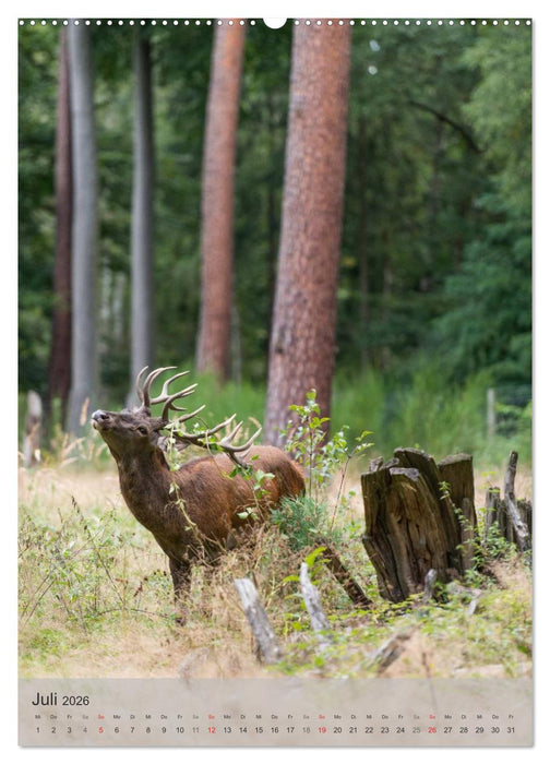 Emotionale Momente: Hirschbrunft (CALVENDO Premium Wandkalender 2026)