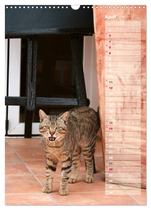 Hauskatzen (CALVENDO Wandkalender 2026)
