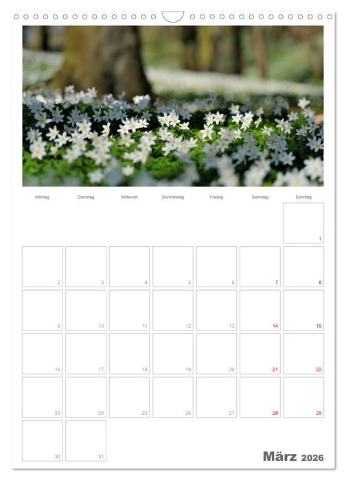 Insel Rügen / Planer (CALVENDO Wandkalender 2026)