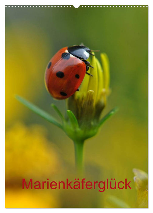 Marienkäferglück (CALVENDO Wandkalender 2026)