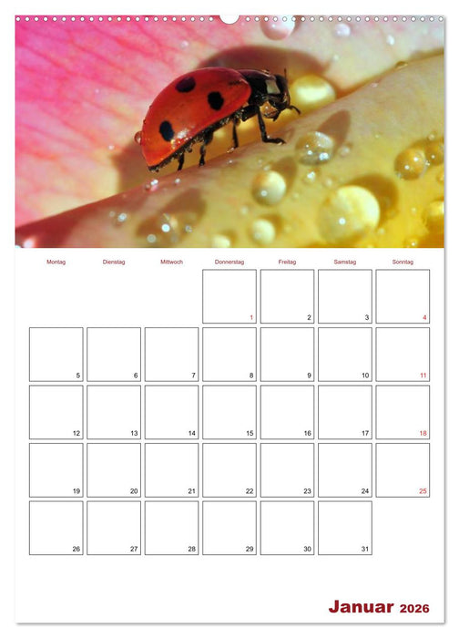 Marienkäferglück (CALVENDO Wandkalender 2026)
