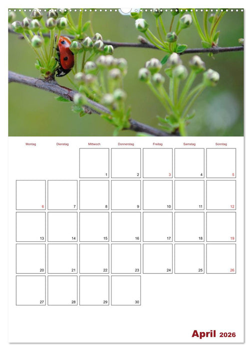 Marienkäferglück (CALVENDO Wandkalender 2026)